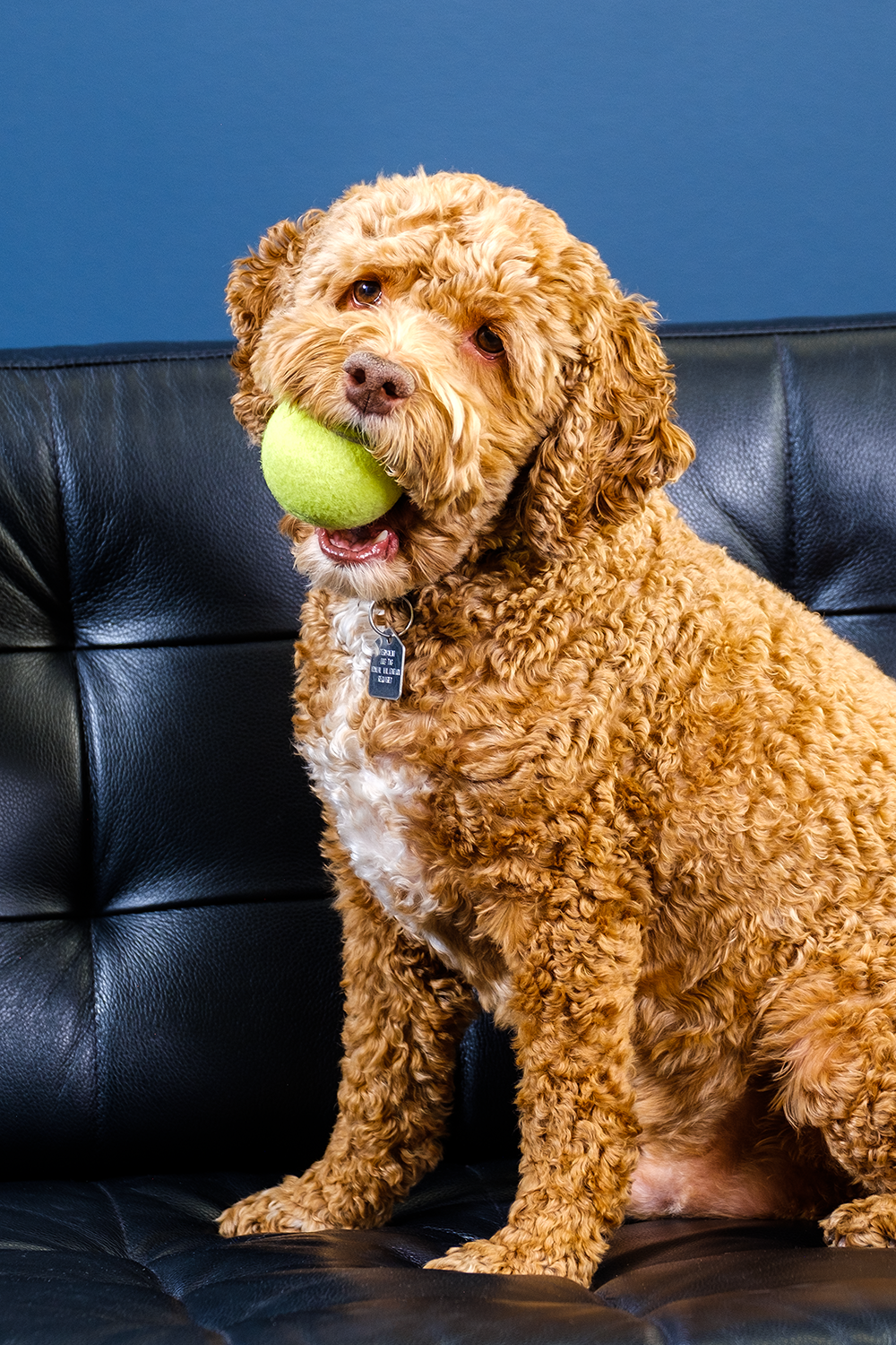 Forward Level Chief Barketing Officer 🐾 George Morjaria -
